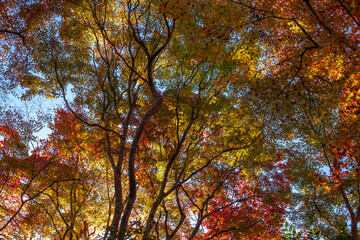 Colorful Japanese maple leaves in fall
