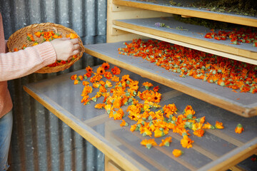 Woman farmer harvesting calendula flowers for aromatherapy products
