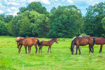 Herd of beautiful wild horses and foal graze on green summer fields by blue sky