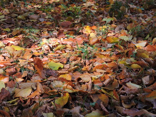 fallen autumn leaves