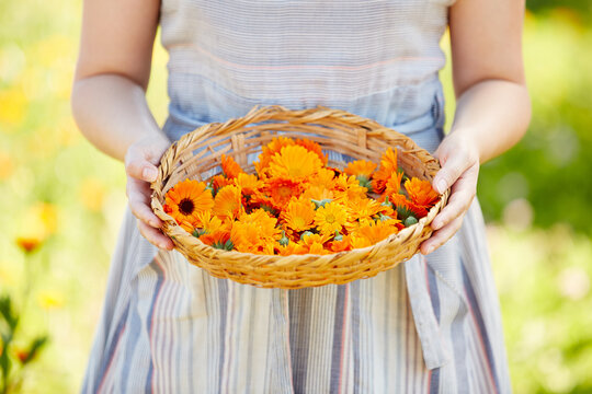 Woman holding calendula flowers for aromatherapy