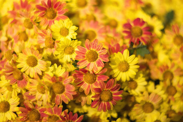 Background of yellow chrysanthemums with a copy of the space. Beautiful bright chrysanthemums bloom in autumn in the garden.