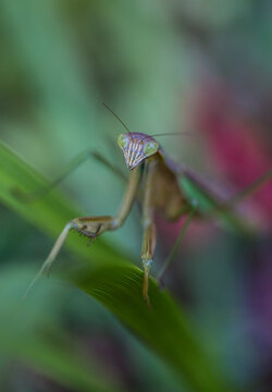 Praying Mantis in the garden