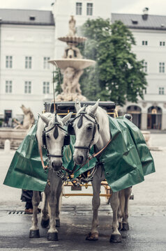cab horses called fiaker in the oldtown of salzburg