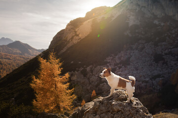 dog in the mountains. Jack Russell Terrier on peak of rocks at sunset. . Hiking with a pet