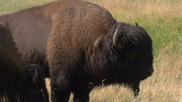 Large bull bison grunting with injury to his side during the rut sound