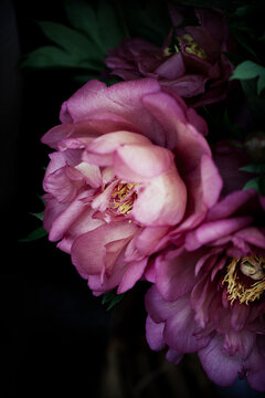 Close-up of antique pink peonies on dark background