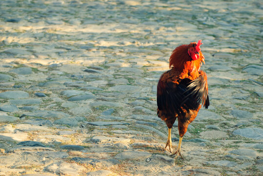 _&Ocirc;&oslash;&Omega;hreatening rooster