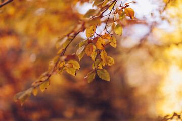 Macro detail of dried plants in the forest, fall season.