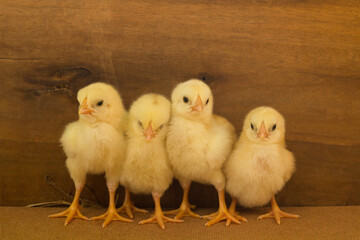 Four yellow baby chicken on a wooden background