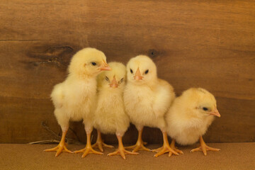 Four yellow chicks in the wooden box