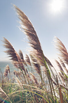 Reed Blowing in Wind