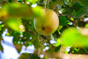 Apples on the tree on the branches are beautiful and large, summer and home harvest