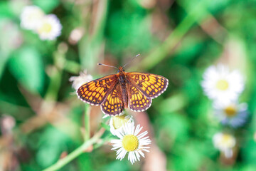 Fototapeta na wymiar Heath fritillary small orange butterfly in summer fields, top view