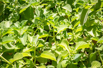 Oregano herb garden