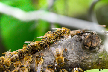 Pszczoły na drzewie