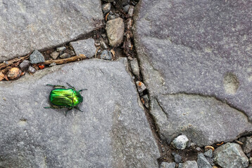 Green rose chafer beetle crawling along cobbled road