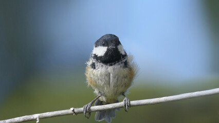 Coal Tit sitting on a gate in a wood UK