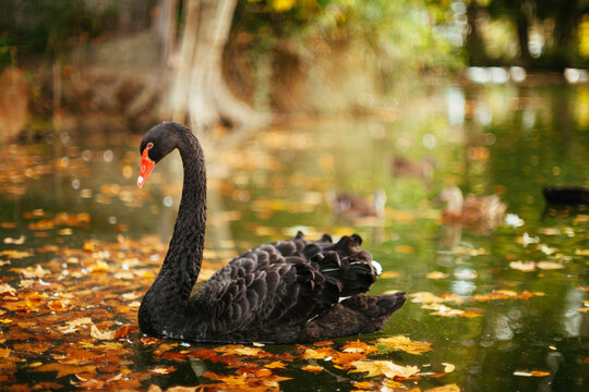 Portrait of a black swan swimming in a small pond in autumn