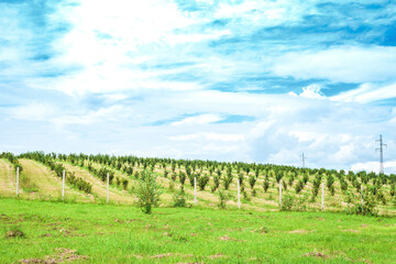 Fototapeta na wymiar Summer rural landscape with green vineyards by blue sky