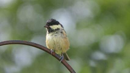 Coal Tit sitting on a gate in a wood UK