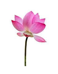 Fototapeta na wymiar Lotus flower isolated on white background. File contains with clipping path so easy to work.