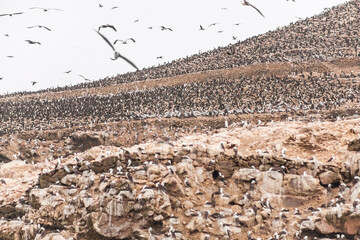 Lots and lots of birds