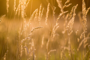 Fototapeta premium Golden wheat field in sunset sky