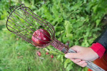 Woman in orchard holds a fruit rake with a freshly picked apple inside