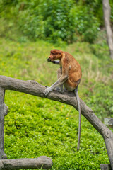 Portrait of a wild Proboscis monkey or Nasalis larvatus, in the rainforest of island Borneo, Malaysia, close up