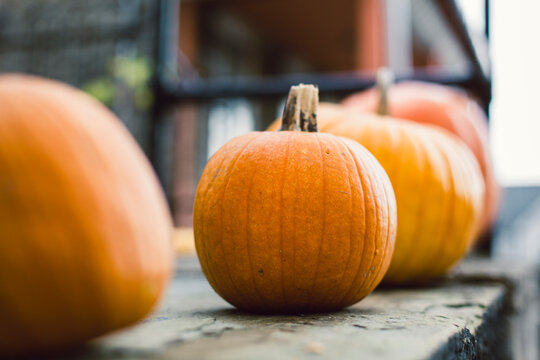 A row of pumpkins sit on a city porch.