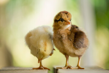 Both of yellow and brown chicks in the garden