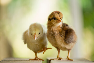 Two yellow and brown little chicken on a natural background