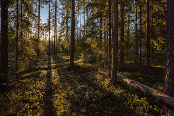 The rays of the setting sun penetrate the trees of the pine forest.