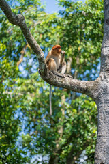 Portrait of a wild Proboscis monkey or Nasalis larvatus, in the rainforest of island Borneo, Malaysia, close up