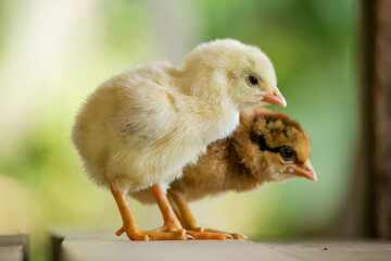 Close up a yellow chick and brown chick on side
