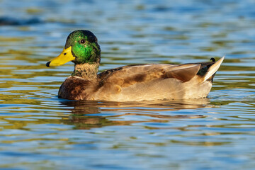 Male Mallard Anas platyrhynchos Costa Ballena Cadiz
