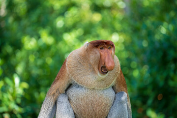 Naklejka premium Portrait of a wild Proboscis monkey or Nasalis larvatus, in the rainforest of island Borneo, Malaysia, close up