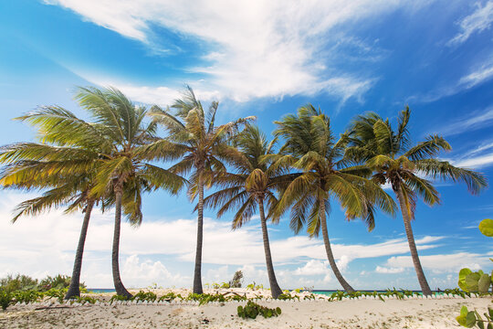 Line of tropical palm trees against a vibrant blue sky