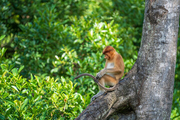 Portrait of a wild Proboscis monkey or Nasalis larvatus, in the rainforest of island Borneo, Malaysia, close up