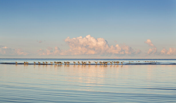 Flock of sea birds walking in shallow water