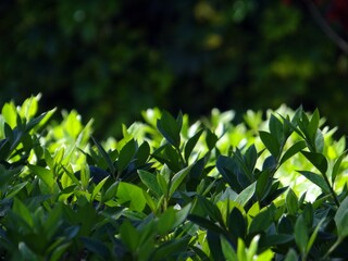 Close up of a bush with sunlight in it