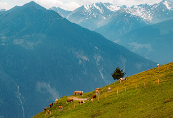 Obraz premium Beautiful alpine summer view with a herd of cows at the famous Penken summit, Mayrhofen, Tyrol, Austria