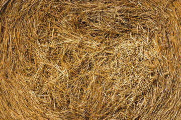 Natural texture. Dry haystack