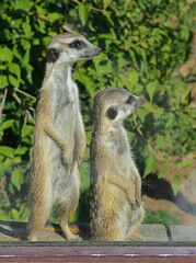 Meerkat or suricate (Suricata suricatta). Two friends