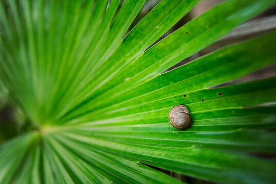 Small snail on a vibrant green leaf