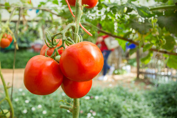 Close up big tomatoes on vine