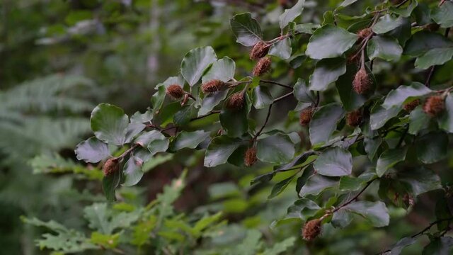 Beechnuts fruits on beech branches at dusk (Fagus sylvatica) - (4K)