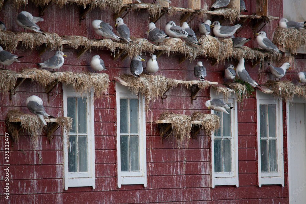 Wall mural Crutch (Rissa tridactyla) is a pelagic surface-grazing seabird belonging to the group of gulls and one of two species in the genus Rissa