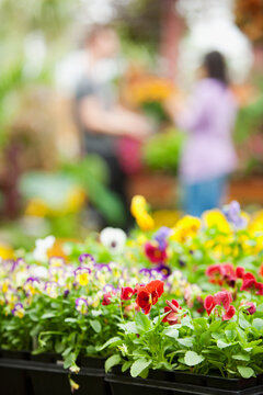Market: Flat of Pansies with Couple in Background